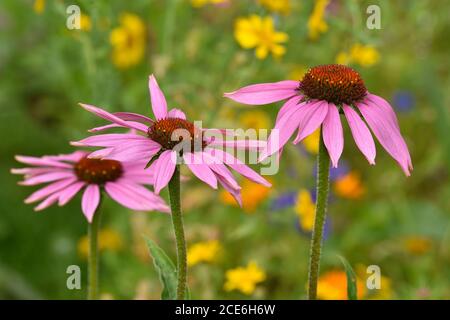 Lila Blütenkäfer, Echinacea purpurea Stockfoto