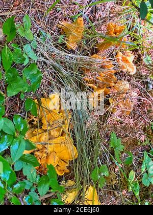 Pfifferlinge gelbe Pilze in den Wäldern. Stockfoto