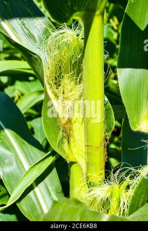 Detail aus Maisseide. Jungmaisfeld, Maisfeld im frühen Morgenlicht. Ernte Stockfoto