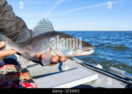Fischer hält einen gefangenen Zander oder Zander in den Händen vor dem Hintergrund der Ostsee. Fishing Catch and Release Konzept. Zander über Freiheit. Stockfoto
