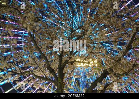 Kirschblüten und Cosmo Uhr Stockfoto