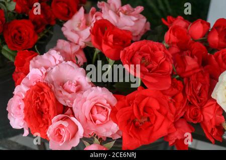 Satin Atlas Band rot und rosa Rosen Muster Hintergrund Stockfoto