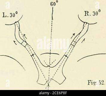 . Beiträge zur Anatomie der Orbita . Fio-.51. The Shnerven. Der Verlauf der Sehnerven ist ähnlich. Die Richtung im Grossen und Ganzen: Nach aussen-vorn mit IJogen (Convexität nach oben). Im Canal. Optic. Nach aussen-vorn und unten, dann steil aufsteigen-gend und zuletzt ziemlich horizontal (ein klein wenig nach unten ge-neight) zum Bulbus. Kanal. Optik. tiefer als Insertion am Bulbus. Werden die bulbi nach unten rotiert, so werden die Sehnerven gestreckt. An excidierten hinteren Bulbusabschnitt erschien die Papille(bezw. The gegen the Licht gehalte Stockfoto