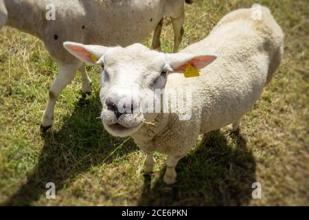 Schafe auf der grünen Wiese Stockfoto