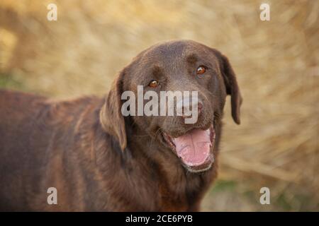 Labrador Hund Porträt Stockfoto