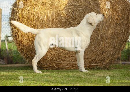Labrador Hund Posiert 3 Stockfoto
