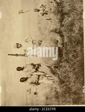 . Horn Maße und Gewichte des großen Spiels der Welt: Ein Rekord für den Einsatz von Sportlern und Naturalisten . ^. BJO o U- - AFRIKANISCHE NASHORN. 239 Stockfoto