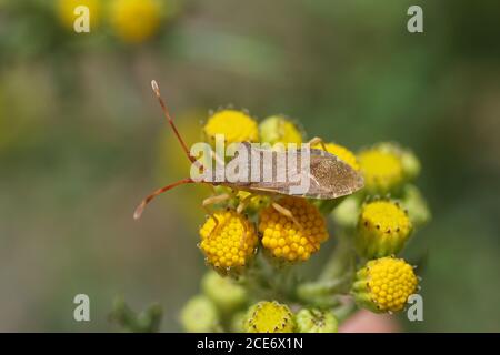 Kastenwanze (Gonocerus acuteangulatus), Familie Coreidae auf den Blüten des gemeinsamen Tansy (Tanacetum vulgare), Familie Asteraceae. Niederlande Juli Stockfoto