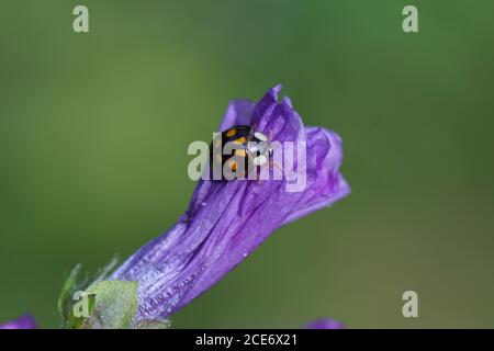 Harlekin Marienkäfer (Harmonia axyridis f. axyridis) auf den Blüten der gemeinen Malve (Malva sylvestris). Familie Coccinellidae. Niederlande, Juni Stockfoto