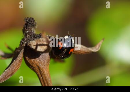 Harlekin Marienkäfer (Harmonia axyridis f. auffallua) auf einer alten Hagebutte. Familie Coccinellidae. Niederlande, Oktober Stockfoto
