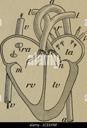 . Der menschliche Körper und Gesundheit : ein elementares Lehrbuch der wesentlichen Anatomie, angewandter Physiologie und praktischer Hygiene für Schulen . Abb. 75. - das menschliche Herz von vorne, a, Aorta;AO, Aorta absteigenden Hinterherz; c,Jenacava;ca, carotis Arterien zum Kopf; e, Ösophagus; i,linke Aurikel; m, arteriesto der Arm; p, Pulmonalarterie; r, rechte Aurikel;t, linke Herzkammer; tr, tra-chea oder Windpipe.. Abb. 76. - Diagramm, das dievordere Hälfte des Herzens weggeschnitten zeigt.A, Aorta; I, Arterien zu den Lungen;la, linker Aurikel; IV, linker Ventrikel;m, Trikuspidalklappe offen ; n, bi-cuspid oder Mitral A^alve geschlossen;p Stockfoto