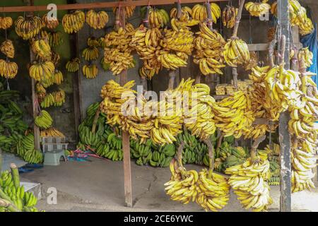 Gelbe und grüne Bananen hängen an einem Holzrahmen Eine Straßenmatratzen Stockfoto