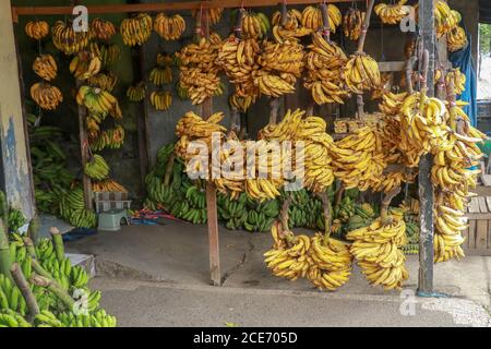 Gelbe und grüne Bananen hängen auf einem Holzrahmen an einer Straßenmatratzen. Stockfoto