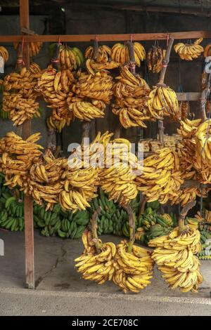 Gelbe und grüne Bananen hängen auf einem Holzrahmen an einer Straßenmatratzen. Stockfoto