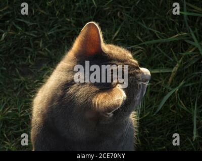 Nahaufnahme des sonnendurchfluteten Katzenkopfes von oben auf dem Gras Stockfoto
