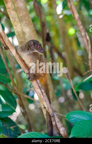 Weibchen von white-headed lemur Madagascar Wildlife Stockfoto