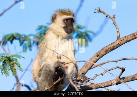 Ein Affe sitzt auf dem Ast eines Baumes Stockfoto