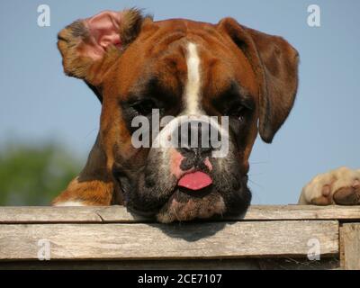 Porträt eines Boxerhundes, der über einen Gartenzaun mit weichem Fokus blickt Stockfoto