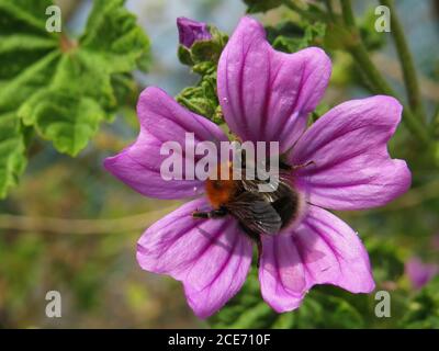 Nahaufnahme einer Biene, die Pollen auf einer hellvioletten Malva-Moschata-Blume sammelt Stockfoto