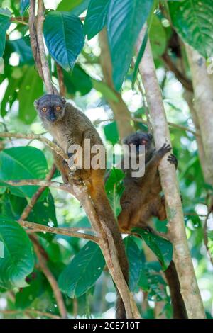 Weibchen von white-headed lemur Madagascar Wildlife Stockfoto