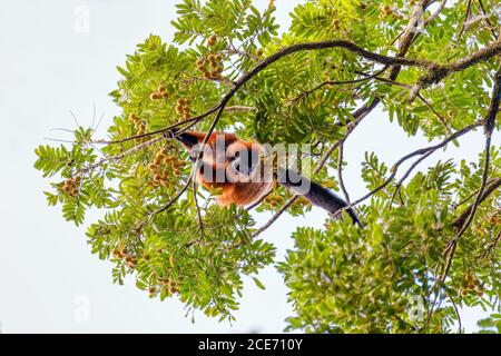 Roter gekräuselte Lemur, Varecia rubra, Madagaskar Tierwelt Stockfoto