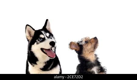 Zwei Hunde unterschiedlicher Größe, die isoliert auf einem nach oben schauen Weißer Hintergrund Stockfoto