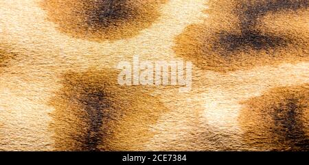 Das Fell einer Giraffe in Nahaufnahme Stockfoto