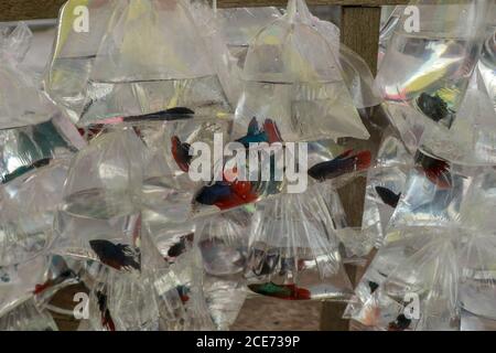 Viele Plastiktüten mit Fisch zum Verkauf auf der Einkaufsstraße. Kleine siamesische Kampffische, Betta splendens in Plastiktüte, Verkauf auf dem Markt, Bali Stockfoto