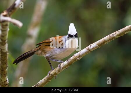 Schöne weißkappige Lachdrossel (Garrulax leucolophus), die sich an einem Zweig im Nam Nao Nationalpark in Thailand befindet Stockfoto