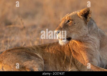 Erwachsene Löwin liegend mit Fliegen um ihren Kopf mit Glatter Hintergrund im Kruger Park Südafrika Stockfoto