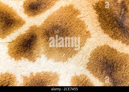 Das Fell einer Giraffe in Nahaufnahme Stockfoto
