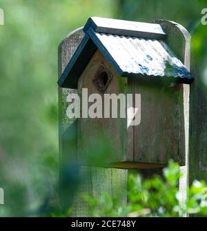 Vogelhaus im Garten Stockfoto