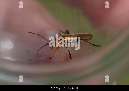 Tanbark Borer, violetter Tanbarkenkäfer (Phymatodes testaceus), Familie Langhornkäfer (Cerambycidae). Niederlande, Juni Stockfoto