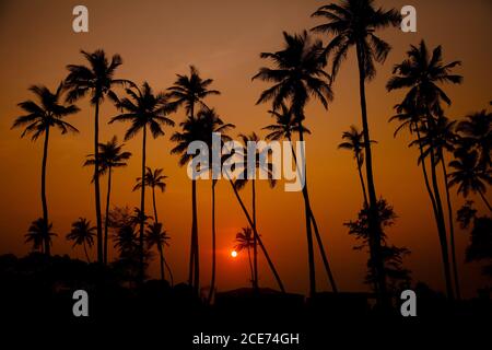 Silhouetten von hohen Palmen gegen roten Sonnenuntergang Himmel mit Sonnenuntergang über dem Horizont in ruhigen Abend in Indien Stockfoto