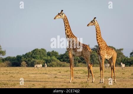 Zwei große männliche Giraffe stehen wachsam in der Nähe einer kleinen Herde Von Zebra in Masai Mara in Kenia Stockfoto