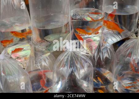 Aquarienfische angezeigt in Plastiktüten zum Verkauf im lokalen Markt in Bali, Indonesien Stockfoto