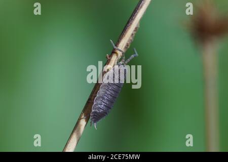 Ein raues Waldhaus (Porcellio scaber), Familie Porcellionidae auf einem Pflanzenstamm in einem niederländischen Garten. Niederlande, Oktober Stockfoto