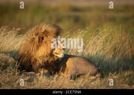 Männliche Löwen Seitenansicht liegend und wachsam in der Serengeti Nationalpark in Tansania Stockfoto