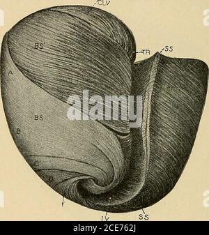 . Ein Textbuch der Physiologie : für Medizinstudenten und Ärzte . ayerslie entsprechende tiefe Schichten der bulbospirale und sinospiralsystems, die einen transversalen oder kreisförmigen Verlauf haben. Die tiefen bulbospiralen Fasern (B S) umkreisen den linken Ventrikel und Ende * Mall, The American Journal of Anatomy, 2, 211, 1911. 536 DURCHBLUTUNG UND LYMPHE. Über das Septum auf der dorsalen Seite der Aorta. Die Fasern im entwickelten Herzen bilden ein starkes Kreisystem, das dazu neigt, das Lumen des linken Ventrikels zu vermindern.unterhalb des oberflächlichen Sinospiralsystems liegt der tiefe Sinosp Stockfoto