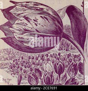 . Childs Herbst Katalog von Glühbirnen . Färbung. Cur-rant-Red. Gebändern, gestreift, gefleckt und Feder mit reinem Weiß.Murillo – große, anmutige Blüten von Fleisch-weiß, umrandet und getrübt Rose.Ma Cousine- von bemerkenswerten Färbung. Carmineolet. Umrandet rosa und geflammt golden vellowund ziegelrot.Doppelkrone - große und doppelte Blume. Dunkelkardinalrot mit schwarzen Schattierungen. Eines der besten. Königin Victoria – blutrot. Verv. Doppelt. Rex Rubrorum – große Doppelblume aus Deepestscarlet. Sehr doppelt und perfekt. Rose Blanche – großes, eingekerbtes Weiß; die meisten Formen pro-fect. Rose La reine – feines rosig scharlachrot. Eine schöne Farbe.S Stockfoto