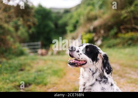 Entzückender Hund mit schwarzem und weißem Fell auf dem Land sitzen Straße in der Landschaft und Blick weg Stockfoto