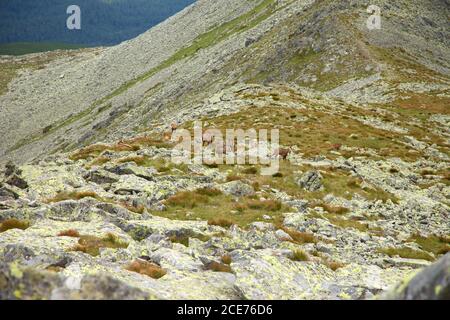 Pack wilder Gämsen auf der Felsenwiese in der Hohen Tatra, Slowakei Stockfoto