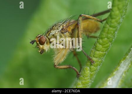 Scathophaga stercoraria, allgemein bekannt als die gelbe Mistfliege oder die goldene Mistfliege der Familie Scathophagidaeon ein Blatt in einem niederländischen Garten. Stockfoto