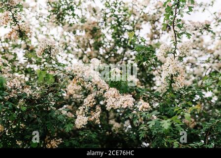 Weiße Blüten von Crataegus monogyna Baum blüht im grünen Garten Im Frühling Stockfoto