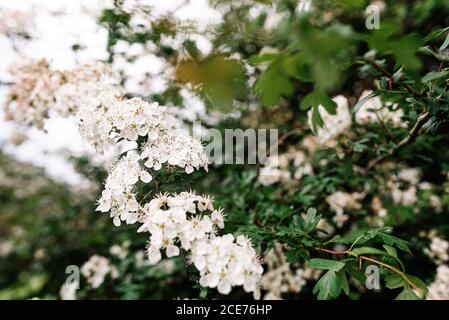 Weiße Blüten von Crataegus monogyna Baum blüht im grünen Garten Im Frühling Stockfoto