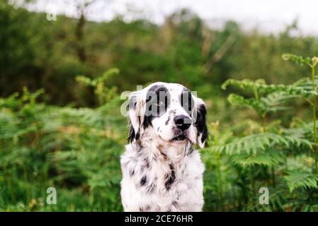 Entzückender Hund mit schwarzem und weißem Fell auf dem Land sitzen Straße auf dem Land und Blick auf die Kamera Stockfoto