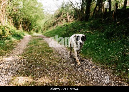 Entzückender Hund mit schwarzem und weißem Fell zu Fuß auf dem Land Weg in der Landschaft und Blick auf die Kamera Stockfoto