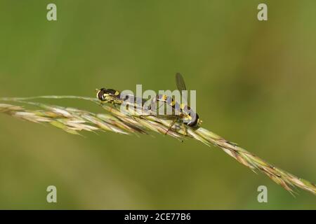 Zwei lange Schwebfliegen (Sphaerophoria scripta), Familie Syrphidae auf Gras in einem niederländischen Garten. Sommer, Niederlande, Juni Stockfoto