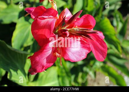 Canna 'Tropical Rose', Pflanzen und Blumen bis Ende des Sommers, Zagreb, Kroatien Stockfoto