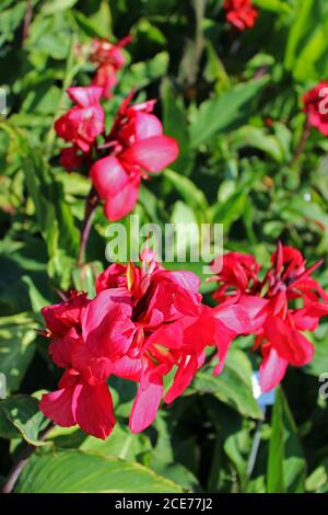 Canna 'Tropical Rose', Pflanzen und Blumen bis Ende des Sommers, Zagreb, Kroatien Stockfoto